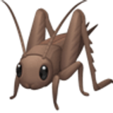 Cırcır böceği - Facebook