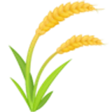 Pirinç bitkisi - Facebook