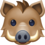 Yaban domuzu - Facebook