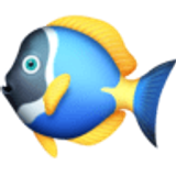 Tropikal balık - Facebook