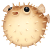 Balon balığı - Facebook