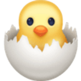 Yumurtadan çıkan civciv - Facebook