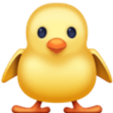 Önden civciv - Facebook