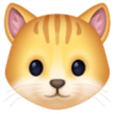 Kedi yüzü - Facebook