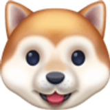 Köpek yüzü - Facebook