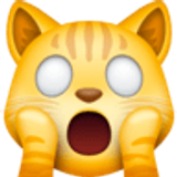 Korkuyla bağıran kedi - Facebook