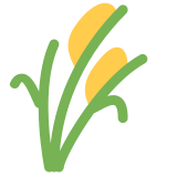 Pirinç bitkisi - Twitter / X