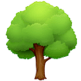 Yaprak döken ağaç - Facebook