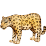Leopar - Facebook