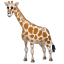 Zürafa Emoji U+1F992 Zürafa Emoji U+1F992
