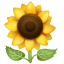 Ay çiçeği emoji U+1F33B Ay çiçeği emoji U+1F33B